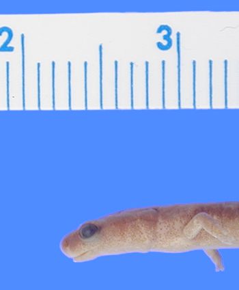 Media type: image; Herpetology A-24543